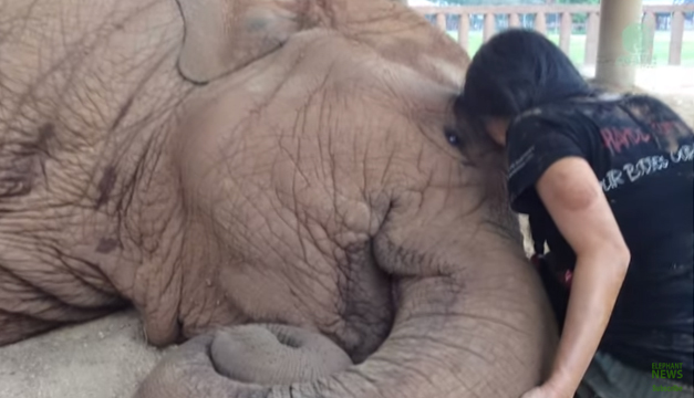 elefante