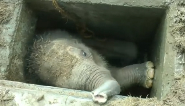 elefante