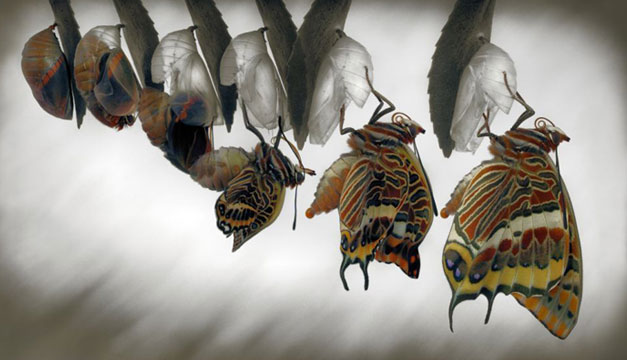 mariposa