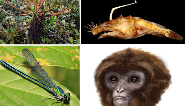 nuevas especies-efe