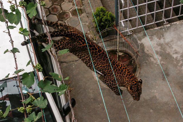 KAT10 KATMANDÚ (NEPAL) 01/06/2016.- Un leopardo salvaje corre por el recinto de una vivienda antes de ser anestesiado por trabajadores del Zoo Central de Katmandú (Nepal) hoy, 1 de junio de 2016. Según informan medios locales, el leopardo entró en la vivienda y fue finalmente capturado por trabajadores del zoo y la policía sin que nadie resultase herido. EFE/Narendra Shrestha