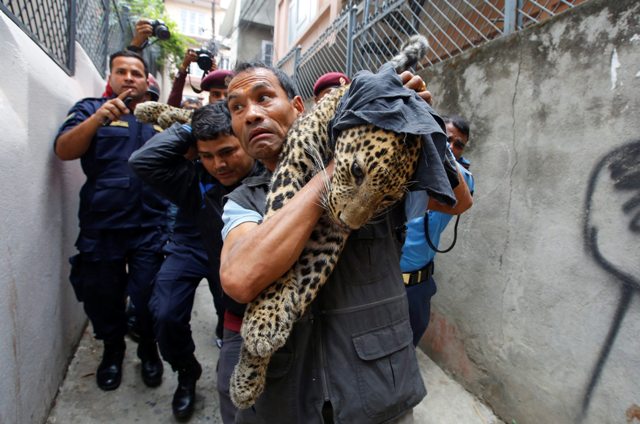 KAT09 KATMANDÚ (NEPAL) 01/06/2016.- Trabajadores del Zoo Central de Katmandú cargan en brazos con un leopardo salvaje anestesiado tras ser capturado en una vivienda en Katmandú (Nepal) hoy, 1 de junio de 2016. Según informan medios locales, el leopardo entró en la vivienda y fue finalmente capturado por trabajadores del zoo y la policía sin que nadie resultase herido. EFE/Narendra Shrestha
