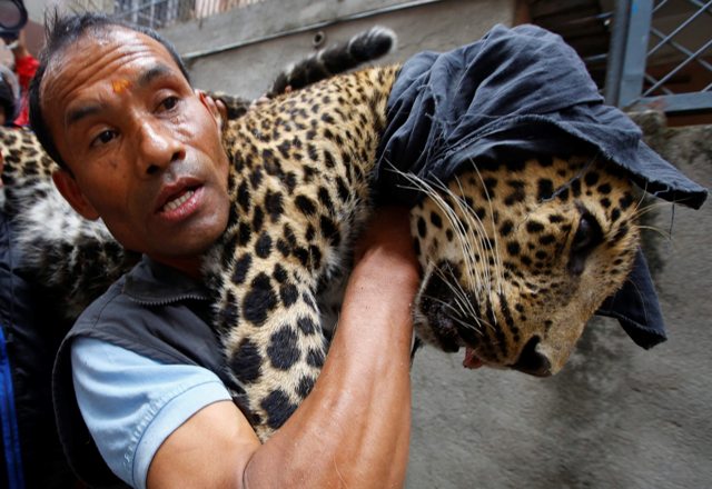 KAT05 KATMANDÚ (NEPAL) 01/06/2016.- Un trabajador del Zoo Central de Katmandú carga en brazos con un leopardo salvaje anestesiado tras ser capturado en una vivienda en Katmandú (Nepal) hoy, 1 de junio de 2016. Según informan medios locales, el leopardo entró en la vivienda y fue finalmente capturado por trabajadores del zoo y la policía sin que nadie resultase herido. EFE/Narendra Shrestha