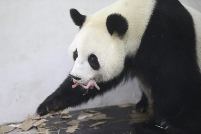 BEL03 BRUGELETTE (BÉLGICA) 02/06/2016.- Fotografía facilitada por el zoo Pairi Daiza el 2 de junio de 2016, muestra al oso panda Hao Hao mientras sostiene con la boca a su cría en el zoo Pairi Daiza en Brugelette, Bélgica. El país europeo se convierte en el tercero del continente donde ha nacido una cría de oso panda. Esta especie se encuentra en peligro de extinción y aproximadamente solo 2.000 se encuentran en libertad. EFE/Benoit Bouchez / Pairi Daiza / H CRÉDITO OBLIGATORIO/SÓLO USO EDITORIAL/PROHIBIDO SU ARCHIVO/PROHIBIDA SU VENTA