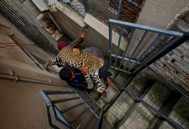 KAT08 KATMANDÚ (NEPAL) 01/06/2016.- Trabajadores del Zoo Central de Katmandú cargan en brazos con un leopardo salvaje anestesiado tras ser capturado en una vivienda en Katmandú (Nepal) hoy, 1 de junio de 2016. Según informan medios locales, el leopardo entró en la vivienda y fue finalmente capturado por trabajadores del zoo y la policía sin que nadie resultase herido. EFE/Narendra Shrestha