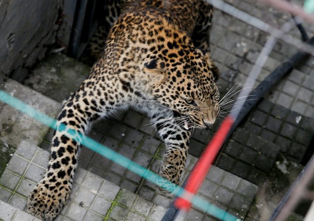 KAT01 KATMANDÚ (NEPAL) 01/06/2016.- Un leopardo salvaje corre por el recinto de una vivienda antes de ser anestesiado por trabajadores del Zoo Central de Katmandú (Nepal) hoy, 1 de junio de 2016. Según informan medios locales, el leopardo entró en la vivienda y fue finalmente capturado por trabajadores del zoo y la policía sin que nadie resultase herido. EFE/Narendra Shrestha