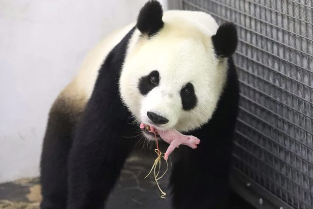 BEL05 BRUGELETTE (BÉLGICA) 02/06/2016.- Fotografía facilitada por el zoo Pairi Daiza el 2 de junio de 2016, muestra al oso panda Hao Hao mientras sostiene con la boca a su cría en el zoo Pairi Daiza en Brugelette, Bélgica. El país europeo se convierte en el tercero del continente donde ha nacido una cría de oso panda. Esta especie se encuentra en peligro de extinción y aproximadamente solo 2.000 se encuentran en libertad. EFE/Benoit Bouchez / Pairi Daiza / H CRÉDITO OBLIGATORIO/SÓLO USO EDITORIAL/PROHIBIDO SU ARCHIVO/PROHIBIDA SU VENTA