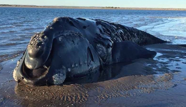 Ballena