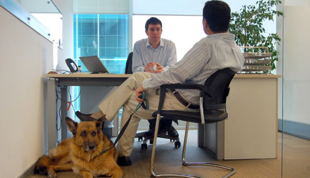 Día Mundial del Perro en la Oficina