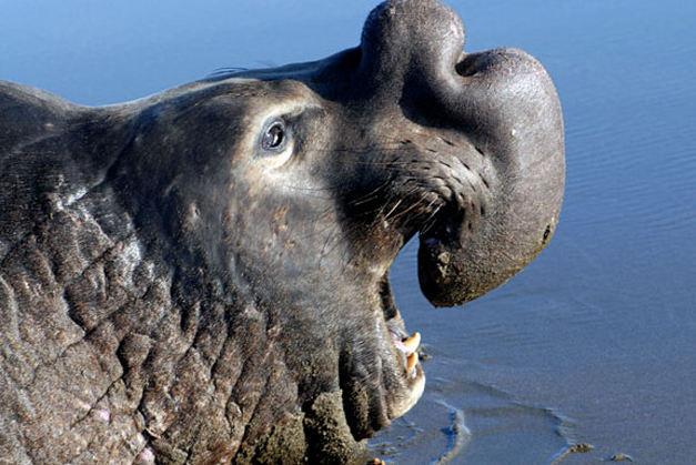 Elefante marino