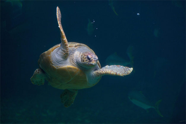 Tortuga
