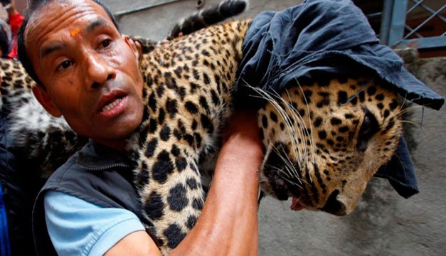leopardo-efe