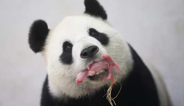 oso panda gigante