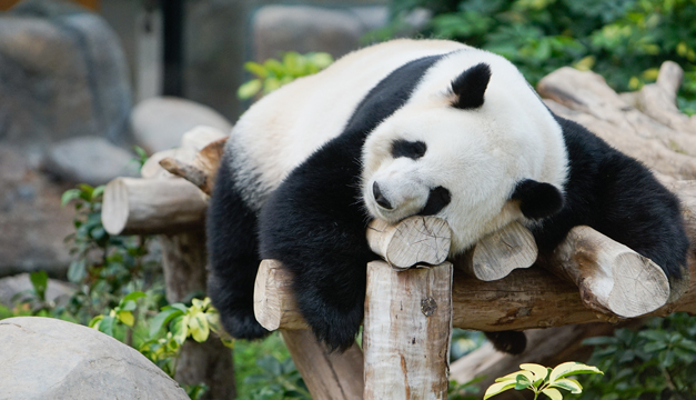 panda-xinhua