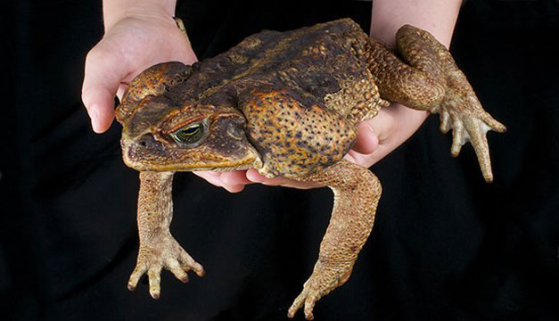 rana