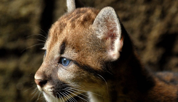 Cachorro-de-Puma