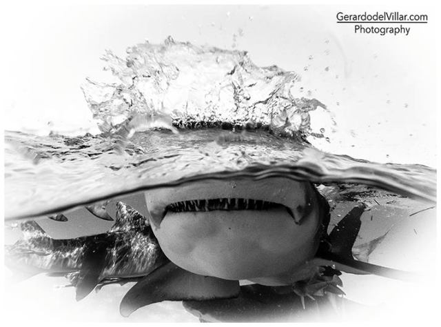 Facebook-gerardo-tiburon