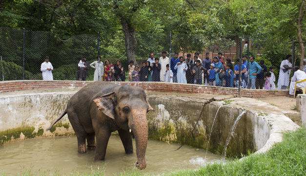 Kaavan-efe