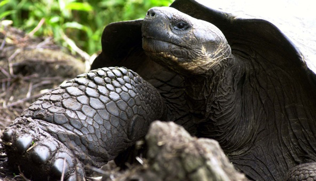 Tortuga-EFE