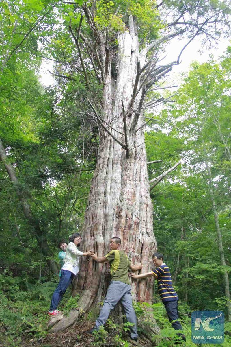 arbol anciano-xinhua