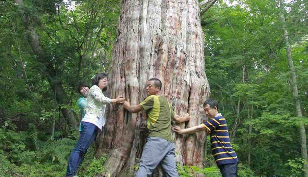 arbol-xinhua