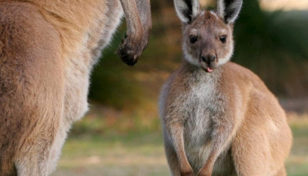 canguro australia-efe
