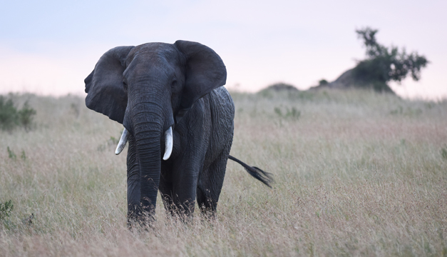 elefante-xinhua