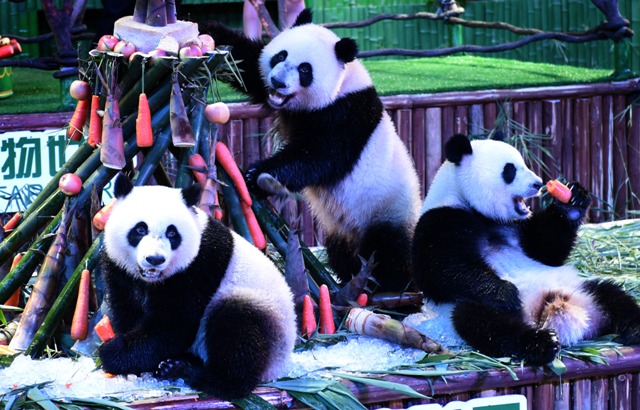 (160729) -- GUANGDONG, julio 29, 2016 (Xinhua) -- Los trillizos de panda gigante, Mengmeng, Shuaishuai y Kuku, comen bambú y zanahorias durante su fiesta de cumpleaños en Guangzhou, capital de la provincia de Guangdong, en el sur de China, el 29 de julio de 2016. Una fiesta para celebrar el segundo cumpleaños de los únicos trillizos sobrevivientes del mundo, que nacieron el 29 de julio de 2014 en Guangzhou, se llevó a cabo en el Parque de Safari Chimelong el viernes. (Xinhua/Lu Hanxin) (rtg)