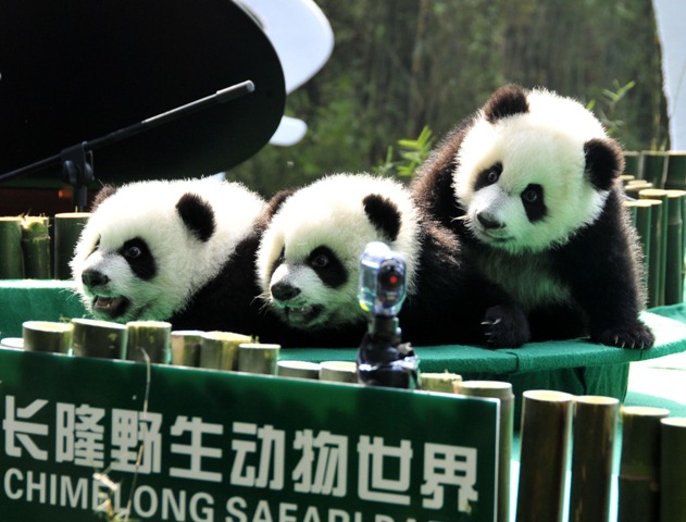(160729) -- GUANGDONG, julio 29, 2016 (Xinhua) -- Imagen del 15 de diciembre de 2014 de los trillizos de panda gigante, Mengmeng, Shuaishuai y Kuku, jugando en Guangzhou, capital de la provincia de Guangdong, en el sur de China. Una fiesta para celebrar el segundo cumpleaños de los únicos trillizos sobrevivientes del mundo, que nacieron el 29 de julio de 2014 en Guangzhou, se llevó a cabo en el Parque de Safari Chimelong el viernes. (Xinhua/Huang Guobao) (rtg)