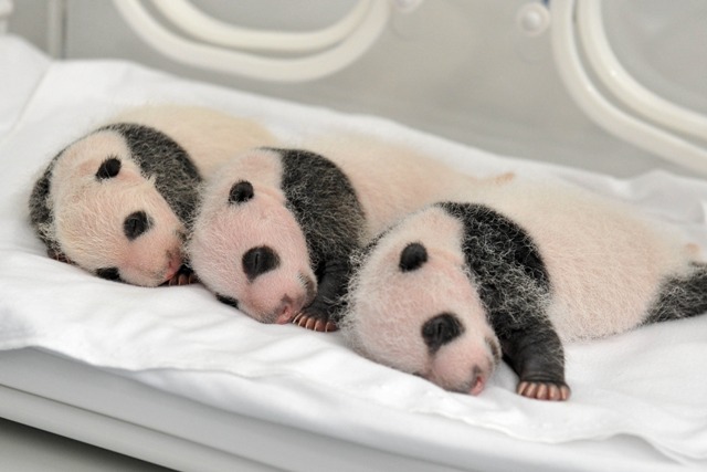 (160729) -- GUANGDONG, julio 29, 2016 (Xinhua) -- Imagen del 22 de agosto de 2014 de los trillizos de panda gigante, Mengmeng, Shuaishuai y Kuku, descansando en Guangzhou, capital de la provincia de Guangdong, en el sur de China. Una fiesta para celebrar el segundo cumpleaños de los únicos trillizos sobrevivientes del mundo, que nacieron el 29 de julio de 2014 en Guangzhou, se llevó a cabo en el Parque de Safari Chimelong el viernes. (Xinhua/Str) (rtg)