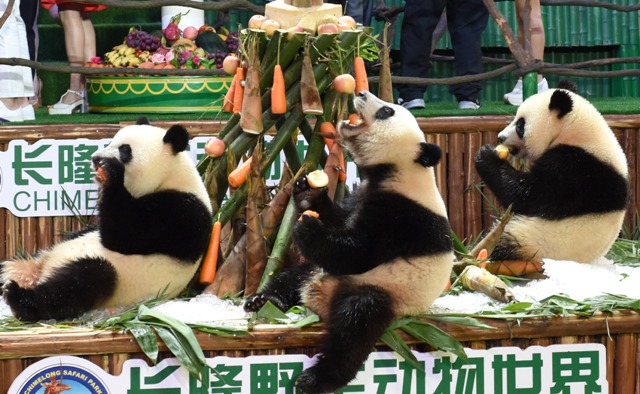 (160729) -- GUANGDONG, julio 29, 2016 (Xinhua) -- Los trillizos de panda gigante, Mengmeng, Shuaishuai y Kuku, comen bambú y zanahorias durante su fiesta de cumpleaños en Guangzhou, capital de la provincia de Guangdong, en el sur de China, el 29 de julio de 2016. Una fiesta para celebrar el segundo cumpleaños de los únicos trillizos sobrevivientes del mundo, que nacieron el 29 de julio de 2014 en Guangzhou, se llevó a cabo en el Parque de Safari Chimelong el viernes. (Xinhua/Lu Hanxin) (rtg)