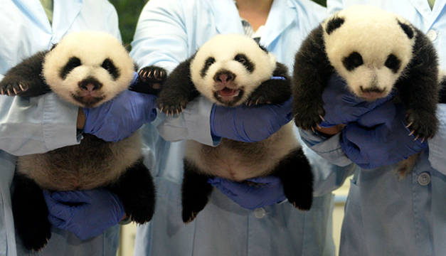 pandas xinhua