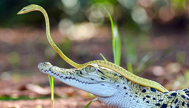 reptiles-xinhua