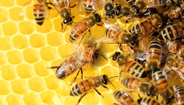 Abejas