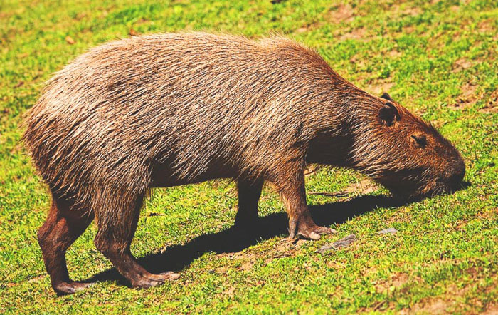 Capibaras-2