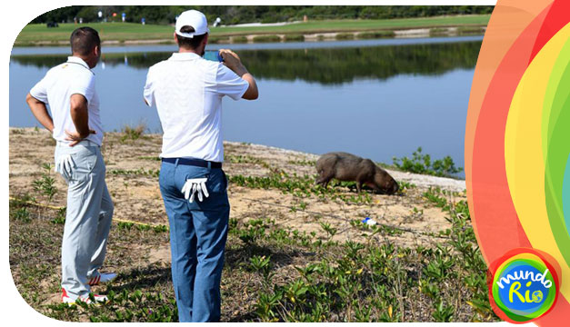 Capibaras-en-Rio