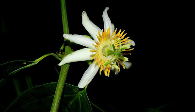 Flor-de-la-pasion-nueva-especie