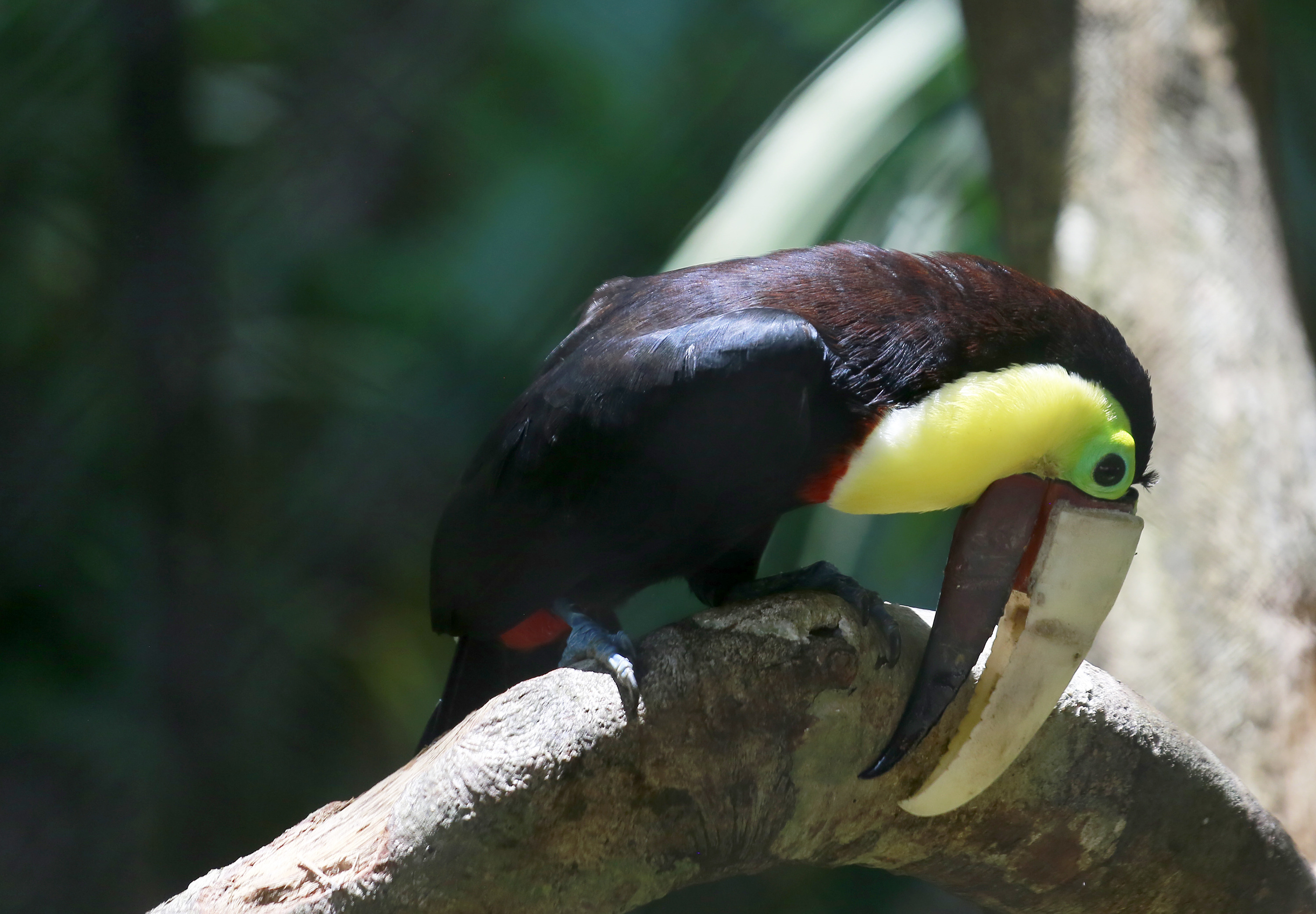 (160810) -- ALAJUELA, agosto 10, 2016 (Xinhua) -- Grecia, el tucán que perdió una parte del pico debido al maltrato, limpia su pico después de comer en el centro de Rescate Animal Zoo Ave, cerca de la ciudad de Alajuela, Costa Rica, el 10 de agosto de 2016. El tucán Grecia estará en exhibición a partir del miércoles en el Centro de Rescate Animal Zoo Ave, luego de más de un año de permanecer en el lugar recuperándose por el severo maltraro que sufrió, debido al cual perdió parte de su pico. El tucán, que tenía problemas para comer y que había perdido parte de su canto, recibió una prótesis de pico de dos partes, que fue hecha por medio de la impresión 3D, en un material llamado nailon duraform, y a la cual ya se ha acostumbrado. (Xinhua/Kent Gilbert) (kg) (egp) (da) (vf)