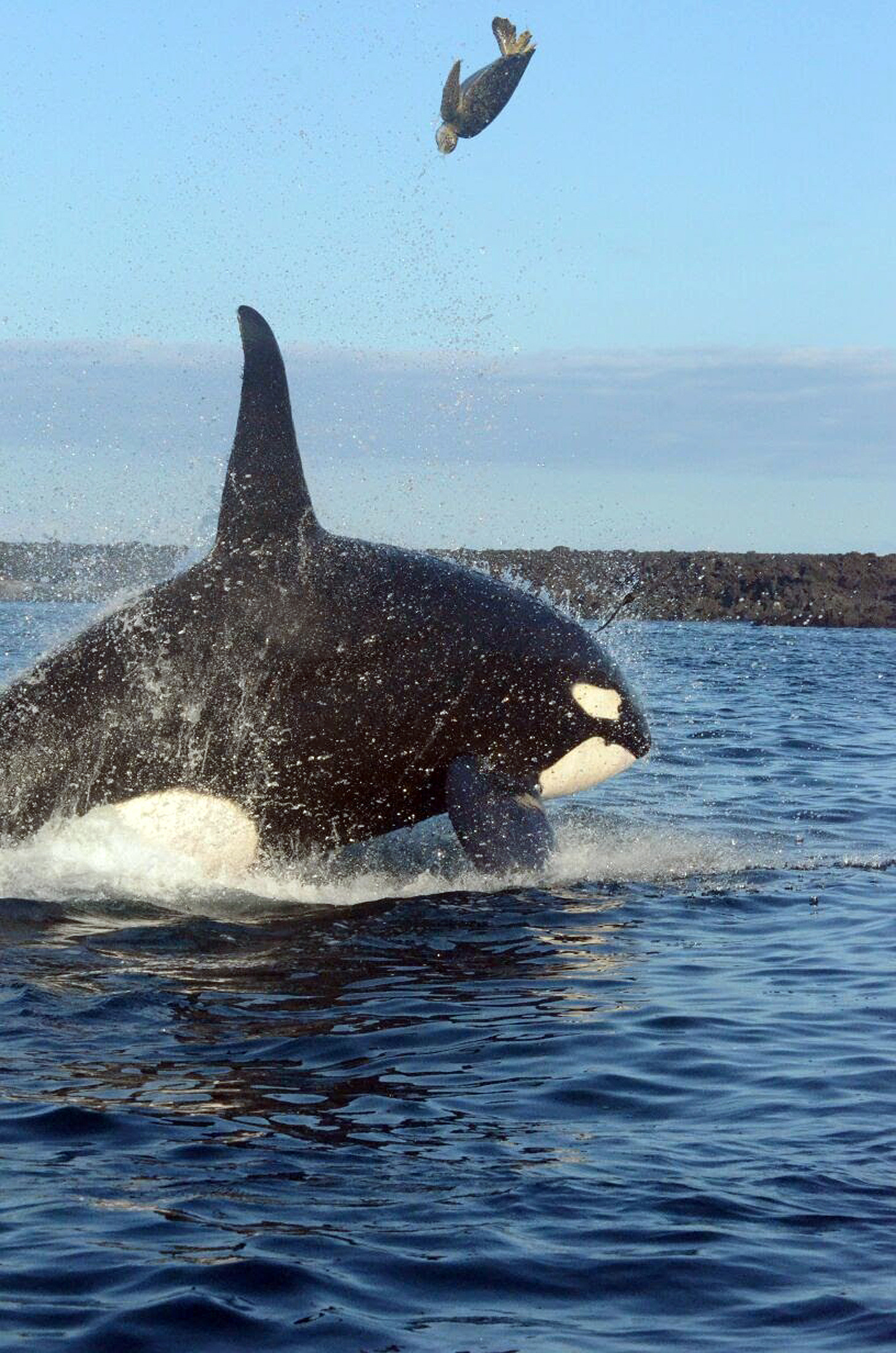 (160827) -- GALPAPAGOS, agosto 27, 2016 (Xinhua) -- Imagen cedida por el Parque Nacional Galápagos de una orca cazando una tortuga en Punta Espinosa, en la Isla Fernandina, en las Islas Galápagos, Ecuador, el 27 de agosto de 2016. De acuerdo con autoridades ambientales de Ecuador, en la Reserva Marina de Galápagos se registra continuamente el avistamiento de varias especies de cetáceos, incluyendo las orcas, lo cual ha propiciado un interés turístico y científico por esta especie. Históricamente, las orcas han estado presentes en las aguas de las Islas Galápagos, territorio que en 1990 fue reconocido como Santuario de Ballenas. Desde entonces, la Dirección del Parque Nacional Galápagos ha implementado protocolos de buenas prácticas para la observación de las ballenas. (Xinhua/Camilo Chauca para el Parque Nacional Galápagos) (egp) (vf)