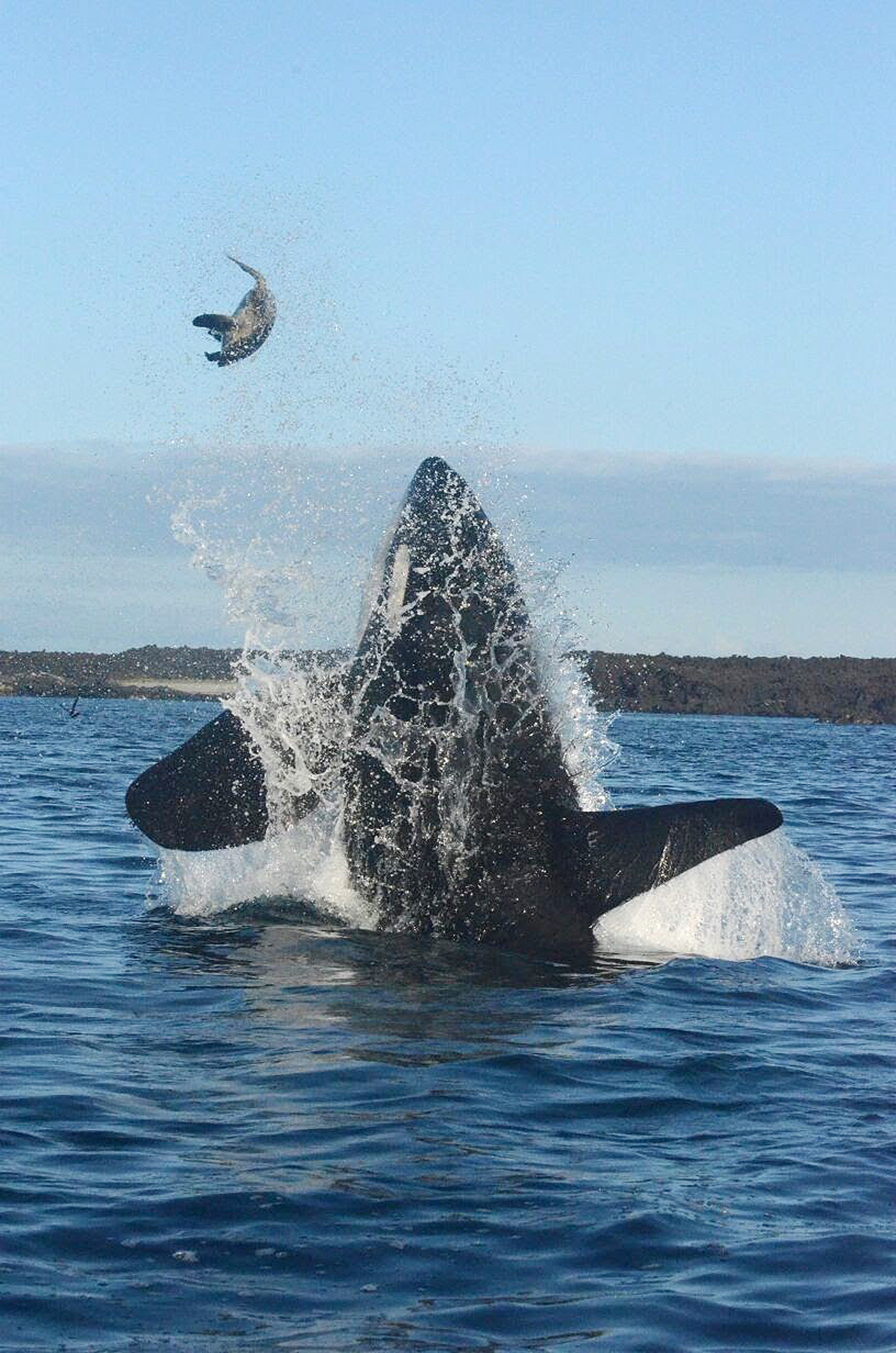 (160827) -- GALPAPAGOS, agosto 27, 2016 (Xinhua) -- Imagen cedida por el Parque Nacional Galápagos de una orca cazando una tortuga en Punta Espinosa, en la Isla Fernandina, en las Islas Galápagos, Ecuador, el 27 de agosto de 2016. De acuerdo con autoridades ambientales de Ecuador, en la Reserva Marina de Galápagos se registra continuamente el avistamiento de varias especies de cetáceos, incluyendo las orcas, lo cual ha propiciado un interés turístico y científico por esta especie. Históricamente, las orcas han estado presentes en las aguas de las Islas Galápagos, territorio que en 1990 fue reconocido como Santuario de Ballenas. Desde entonces, la Dirección del Parque Nacional Galápagos ha implementado protocolos de buenas prácticas para la observación de las ballenas. (Xinhua/Camilo Chauca para el Parque Nacional Galápagos) (egp) (vf)