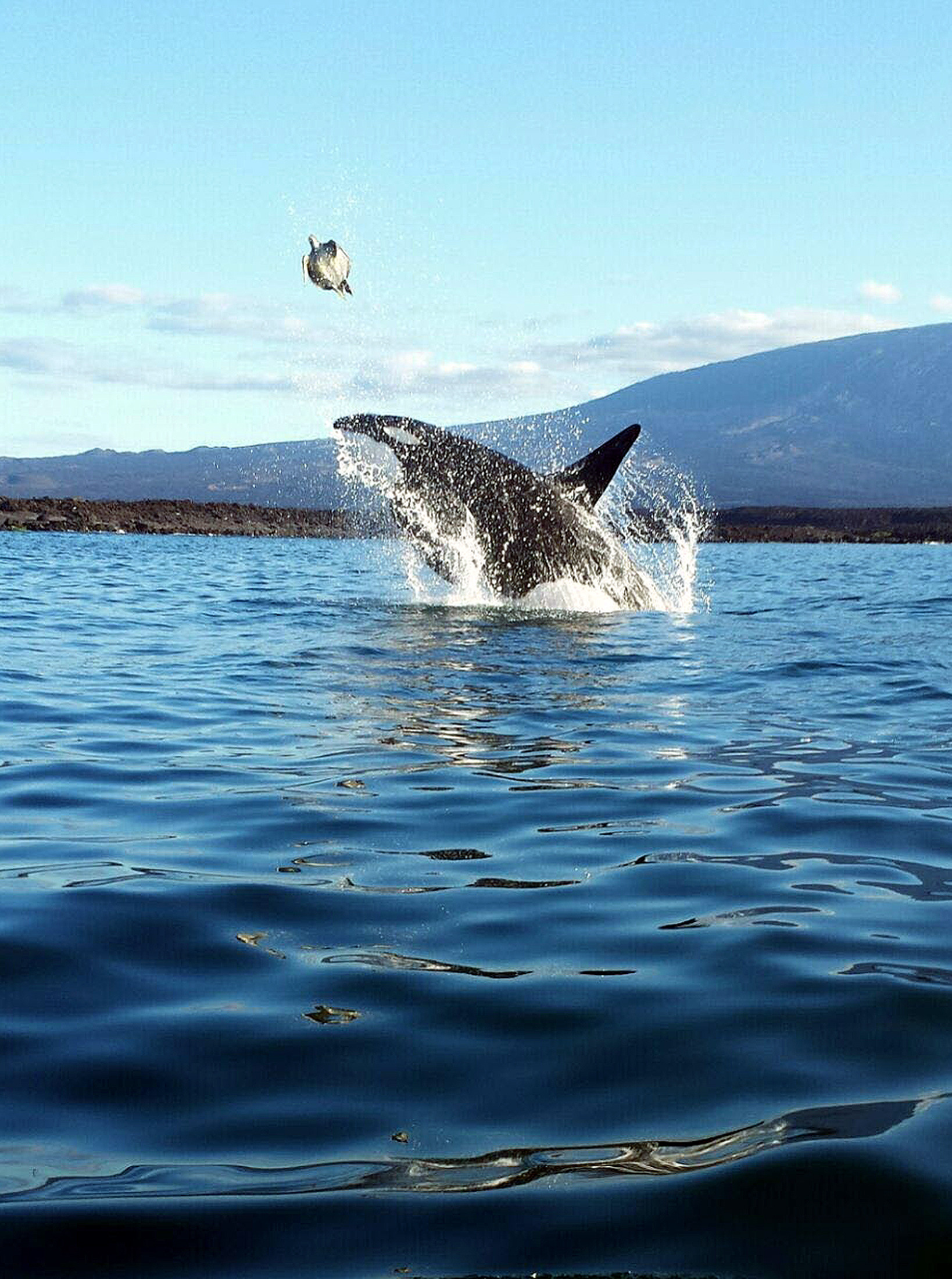(160827) -- GALPAPAGOS, agosto 27, 2016 (Xinhua) -- Imagen cedida por el Parque Nacional Galápagos de una orca cazando una tortuga en Punta Espinosa, en la Isla Fernandina, en las Islas Galápagos, Ecuador, el 27 de agosto de 2016. De acuerdo con autoridades ambientales de Ecuador, en la Reserva Marina de Galápagos se registra continuamente el avistamiento de varias especies de cetáceos, incluyendo las orcas, lo cual ha propiciado un interés turístico y científico por esta especie. Históricamente, las orcas han estado presentes en las aguas de las Islas Galápagos, territorio que en 1990 fue reconocido como Santuario de Ballenas. Desde entonces, la Dirección del Parque Nacional Galápagos ha implementado protocolos de buenas prácticas para la observación de las ballenas. (Xinhua/Camilo Chauca para el Parque Nacional Galápagos) (egp) (vf)