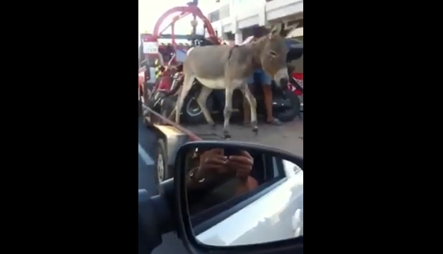 burro