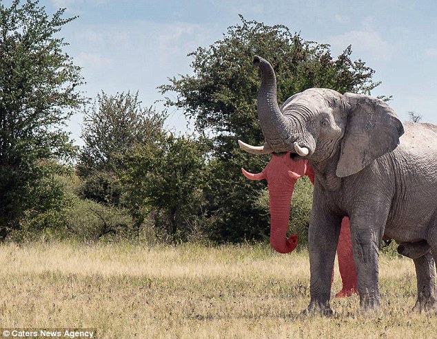 elefante daily mail
