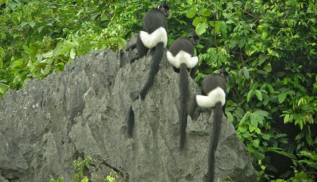 langur de Delacour