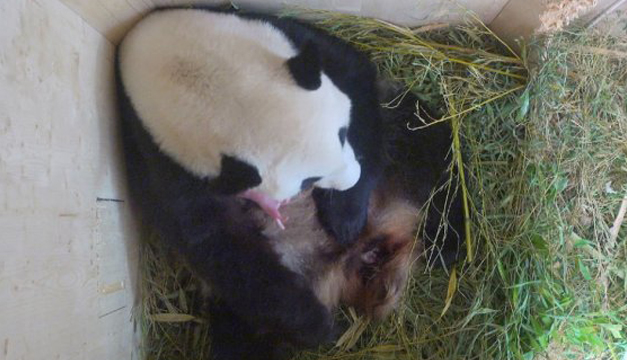 oso panda