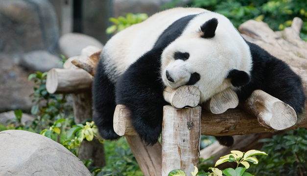panda-xinhua