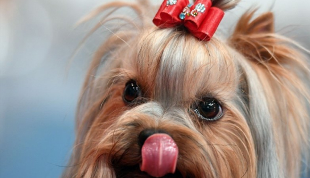 perrita-xinhua