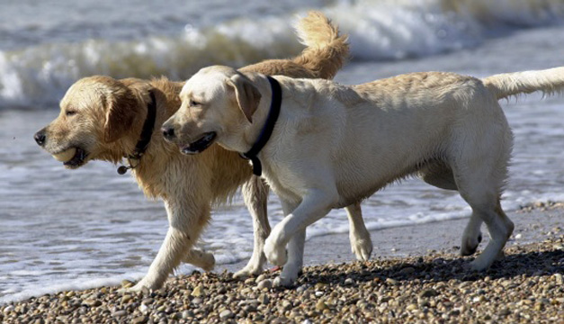 perros-efe