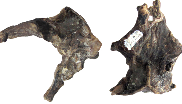 pterosaurio