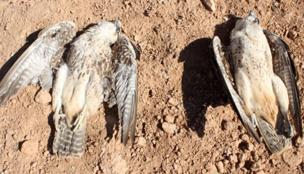aves-electrocutadas-marruecos